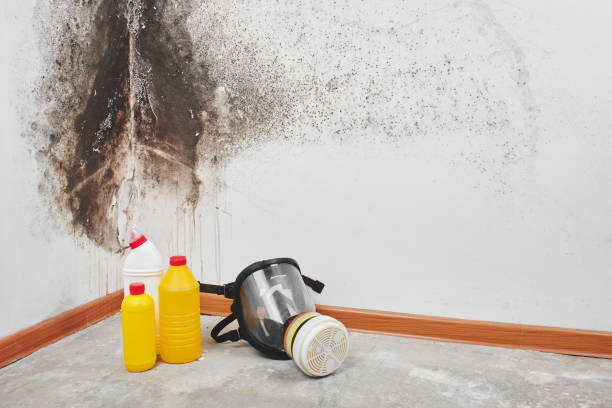 Why You Should Choose Our Mold Remediation Services in Fox Lake, WI