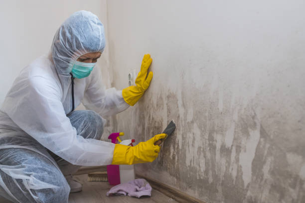 Best Basement Mold Removal  in Fox Lake, WI