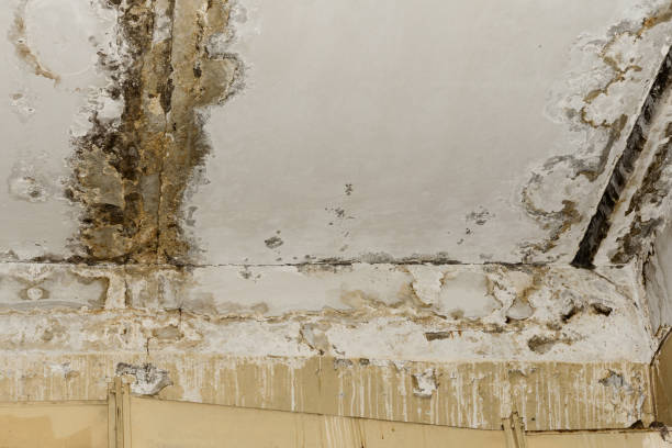 Best Industrial Mold Remediation  in Fox Lake, WI